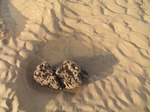 SX10521 Reef formed by Honeycomb worm (Sabellaria alveolata) on beach near Porthcawl.jpg